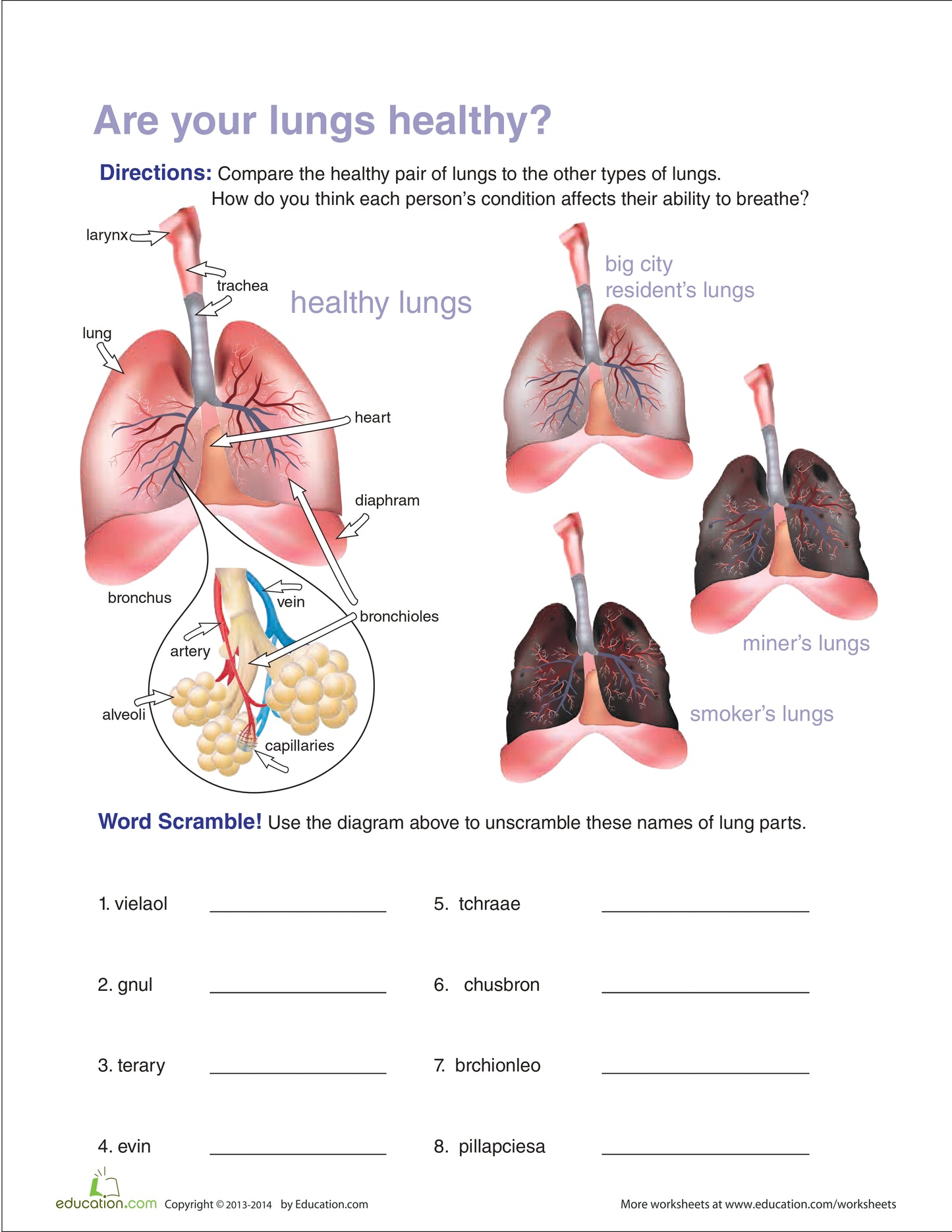 Human Lungs