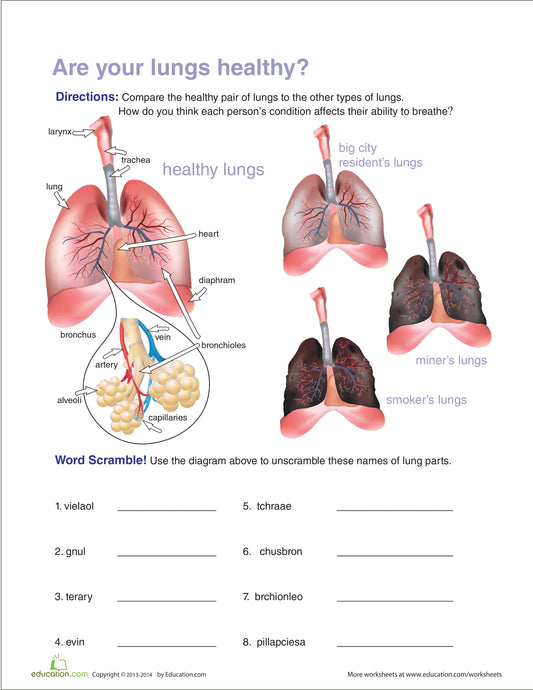 Human Lungs