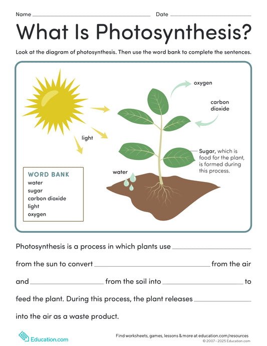 What is Photosynthesis?